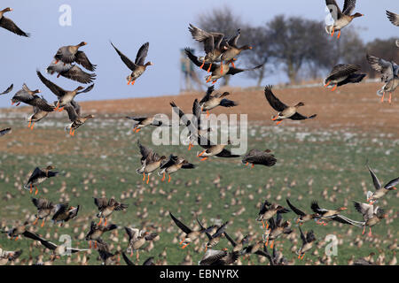 Graugans (Anser Anser), fliegen Herde zusammen mit mehreren weißen – Blässgänse Gänse, Deutschland, Brandenburg, Nationalpark Unteres Odertal Stockfoto