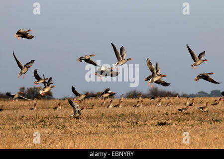 Graugans (Anser Anser), strömen Landung auf einem Stoppelfeld, Deutschland, Brandenburg, Nationalpark Unteres Odertal Stockfoto