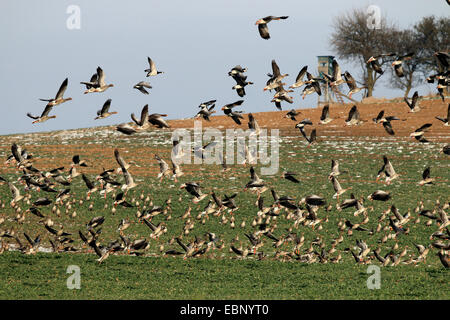 Graugans (Anser Anser), fliegen Herde zusammen mit mehreren weißen – Blässgänse Gänse und Barnacle Geesse, Deutschland, Brandenburg, Nationalpark Unteres Odertal Stockfoto