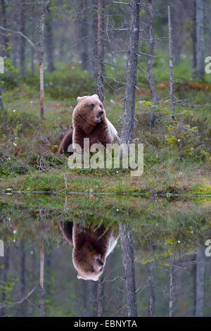 Europäischer Braunbär (Ursus Arctos Arctos), in einem finnischen Nadelwald in einem Moor-Teich mit Spiegelbild, Finnland Stockfoto