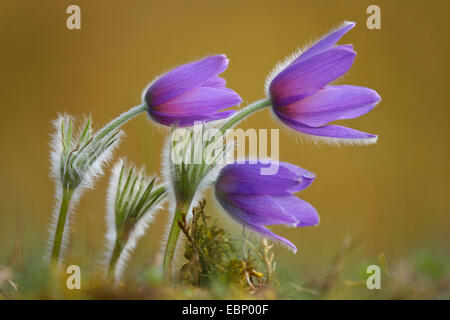 Kuhschelle (Pulsatilla Vulgaris), Blumen, Deutschland Stockfoto