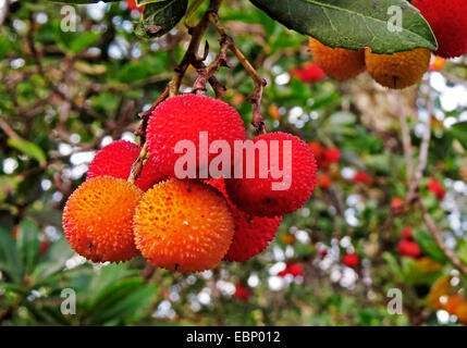 Killarney Erdbeerbaum (Arbutus Madrid), Zweig mit Früchten Stockfoto
