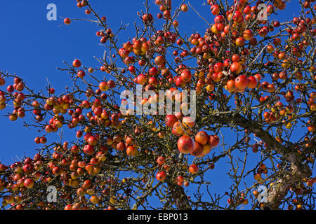 Apfelbaum (Malus Domestica), Apfelbaum mit Reifen Appels im Winter, Deutschland, Baden-Württemberg Stockfoto