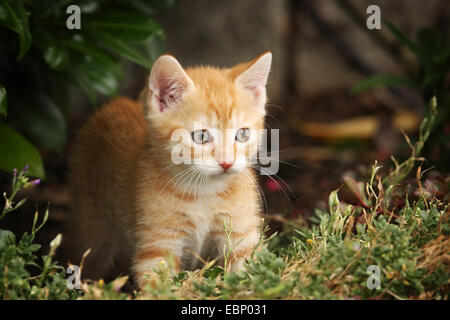 Hauskatze, Haus Katze (Felis Silvestris F. Catus) rot Tabby Kitten stehend in einem Blumenbeet, Deutschland, Baden-Württemberg Stockfoto