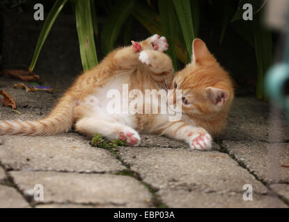 Hauskatze, Haus Katze (Felis Silvestris F. Catus) rot Tabby Kätzchen liegend spielerisch auf einem Pfad, Deutschland, Baden-Württemberg Stockfoto