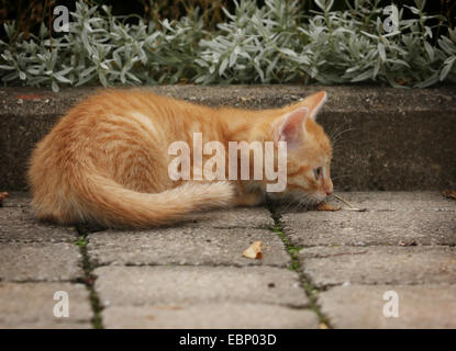 Hauskatze, Haus Katze (Felis Silvestris F. Catus) rot Tabby Kitten hocken auf einem Pfad, Deutschland, Baden-Württemberg Stockfoto