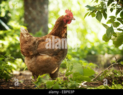 Hausgeflügel (Gallus Gallus F. Domestica), Braun Henne in einen Strauch, Deutschland, Baden-Württemberg Stockfoto