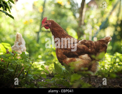 Hausgeflügel (Gallus Gallus F. Domestica), Braun Henne in einen Strauch, Deutschland, Baden-Württemberg Stockfoto