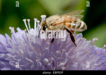 Honigbiene, Bienenkorb Biene (Apis Mellifera Mellifera), auf Witwenblume Blume, Deutschland Stockfoto