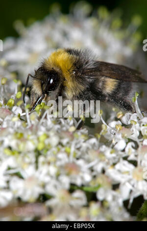 Seeadler Hummel (Bombus Lucorum), auf weißen Blüten, Deutschland Stockfoto