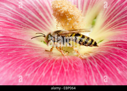 Sphecid Wespe (Bembecinus Tridens), auf eine Blume bedeckt mit Blütenstaub, Deutschland Stockfoto