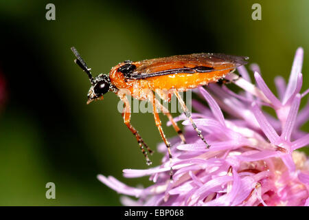 Rübe Blattwespen (Athalia Rosae), auf einer Blume, Deutschland Stockfoto