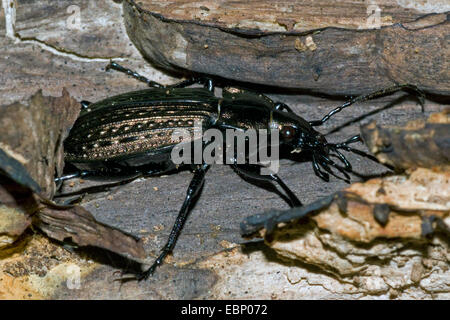 Bereich Boden Käfer (Carabus Granulatus) auf dem Boden, Deutschland Stockfoto