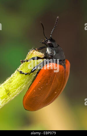 Roten Pappel Getreidehähnchen, Pappel Getreidehähnchen, Pappel Käfer (Chrysomela Populi, Melasoma Populi), an einem Stiel, Deutschland Stockfoto