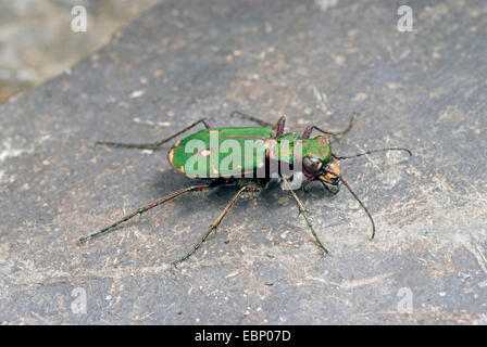 grüne Sandlaufkäfer (Cicindela Campestris), auf einem Stein, Deutschland Stockfoto