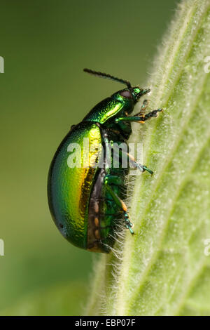 Minze Getreidehähnchen (Chrysolina Herbacea), auf einem Blatt, Deutschland Stockfoto