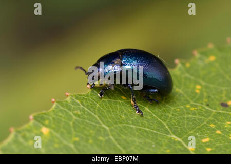 Getreidehähnchen (Chrysolina Coerulans), auf einem Blatt, Deutschland Stockfoto