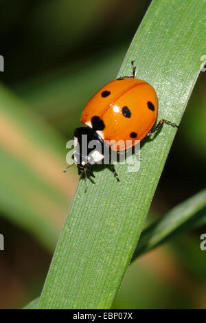 sieben-Punkt-Marienkäfer, Sevenspot Marienkäfer, 7-Punkt Marienkäfer (Coccinella Septempunctata), auf einem Blatt, Deutschland Stockfoto