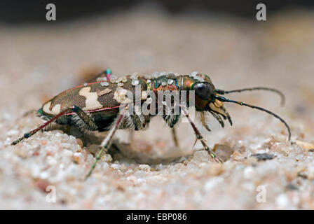 Dünen-Sandlaufkäfer, nördlichen Dünen-Sandlaufkäfer (Cicindela Hybrida), im Sand bedeckt mit Sandkörnern, Deutschland Stockfoto