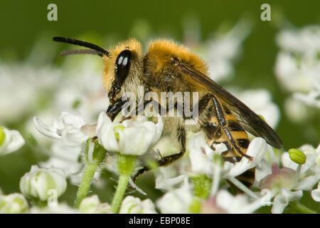 Ivy Bee (Colletes Hederae), weiße Blüten, Deutschland Stockfoto