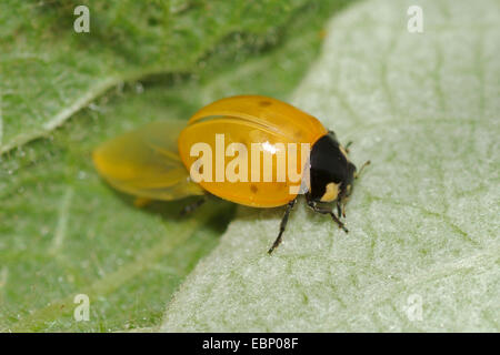 sieben-Punkt-Marienkäfer, Sevenspot Marienkäfer, 7-Punkt Marienkäfer (Coccinella Septempunctata), nicht vollständig gefärbt, Deutschland Stockfoto