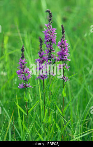 Blutweiderich, Spike Blutweiderich (Lythrum Salicaria), blühen in einer Wiese, Oberbayern, Oberbayern, Bayern, Deutschland Stockfoto