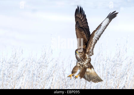 Eurasische Mäusebussard (Buteo Buteo), Landung auf dem Schnee bedeckt Wiese, Deutschland, Baden-Württemberg Stockfoto