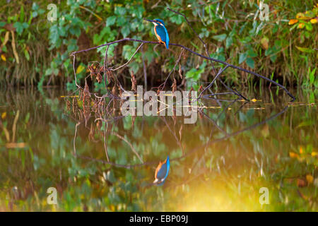 Fluss-Eisvogel (Alcedo Atthis), sitzt auf einem Ast über einen Fluss, Deutschland, Baden-Württemberg Stockfoto