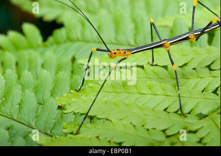 Peruanische Feuer Stick (Oreophoetes Peruana), auf einem Blatt Stockfoto