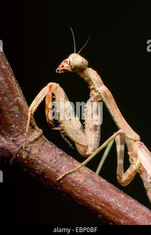 Budwing Mantis (Parasphendale Agrionina), portrait Stockfoto