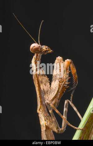 Budwing Mantis (Parasphendale Agrionina), portrait Stockfoto