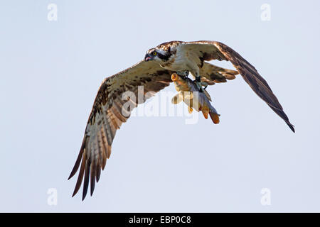 Fischadler, Fisch Hawk (Pandion Haliaetus), im Flug mit Fischen gefressen, Deutschland Stockfoto