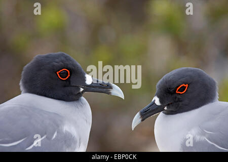 Zinnenkranz Gull (Creagrus Furcatus), paar, zwei Vögel stehen gegenüber, Ecuador, Galapagos-Inseln, Genovesa Zucht Stockfoto