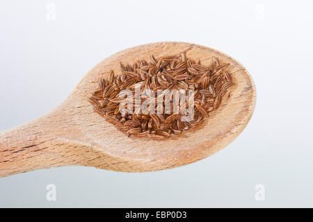 gemeinsamen Kümmel (Carum Carvi), Kerne auf einem Holzlöffel Stockfoto