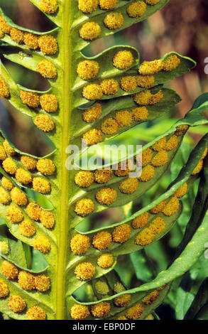 gemeinsamen Maisöl (Polypodium Vulgare), Sori auf der Unterseite eines Blattes, Deutschland Stockfoto