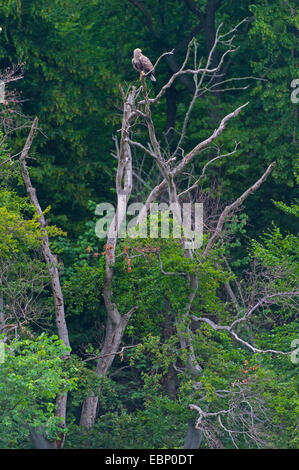 Meer Seeadler (Haliaeetus Horste) auf ein toter Baum Stockfoto