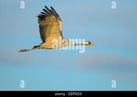 Kranich, eurasische Kranich (Grus Grus), Erwachsene im Flug im Morgenlicht, Deutschland, Mecklenburg-Vorpommern, Western Region Nationalpark Vorpommersche Stockfoto