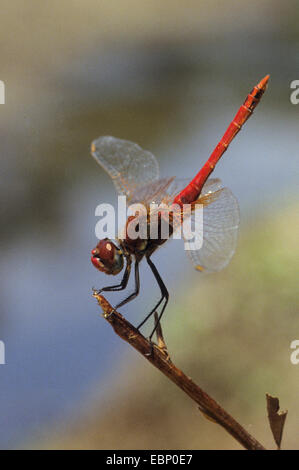 Rot geäderten Sympetrum (Sympetrum Fonscolombii, Sympetrum Fonscolombei), männlich in Obelisk Lage, Deutschland Stockfoto