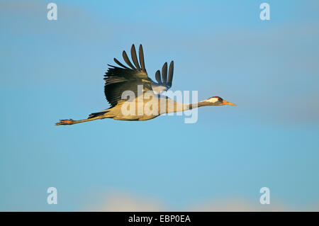Kranich, eurasische Kranich (Grus Grus), Erwachsene im Flug im Morgenlicht, Deutschland, Mecklenburg-Vorpommern, Western Region Nationalpark Vorpommersche Stockfoto