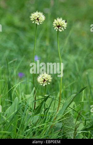 Lange verwurzelt Knoblauch, Sieg Zwiebel (Allium Victorialis), blühen in einer Wiese, Oberbayern, Oberbayern, Bayern, Deutschland Stockfoto