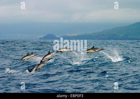 Gemeinen Delphin, kurzer Schnabel Gemeiner Delfin, saddleback(ed) Delphin, Kreuz und quer durch Delphin (Delphinus Delphis), Schule, springen aus dem Wasser mit hoher Geschwindigkeit in den Hintergrund-Faial mit Horta, Portugal, Azoren, Pico Stockfoto