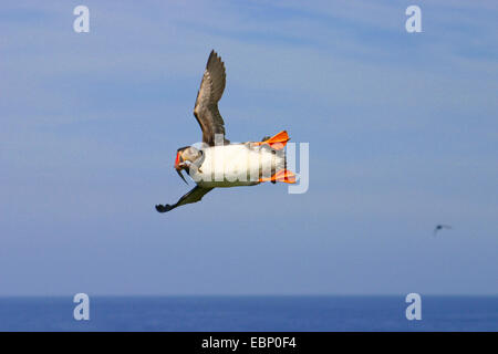 Papageitaucher, gemeinsame Papageientaucher (Fratercula Arctica), im Flug mit Beute in der Rechnung, Fair Isle Bird Observatory, Shetland-Inseln, Schottland, Vereinigtes Königreich Stockfoto