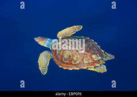 Meeresschildkröte, Karettschildkröten (Caretta Caretta), Schwimmen im Wasser Oberfläche, Portugal, Azoren, Pico Stockfoto