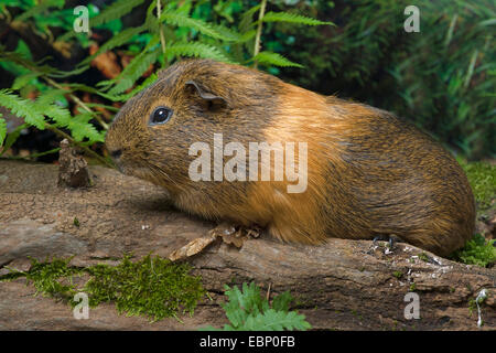 Inländische Meerschweinchen (Cavia Aperea F. Porcellus, Cavia Porcellus), im Garten Stockfoto