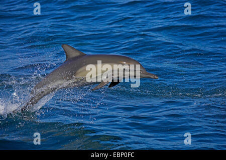 Langem Schnabel Gemeiner Delfin, langem Schnabel Delfin, Gemeiner Delfin, Saddleback Delphin, Criss-Cross-Delphin, Sanduhr Dolphin, Cape Delphin, gemeinsame Schweinswal, White-bellied Schweinswal (Delphinus Capensis), Sprung aus Meer, Mexico, Baja Kalifornien, Sea of Cortez Stockfoto