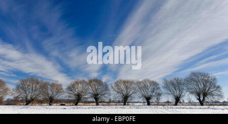 gemeinsamen Korbweide (Salix Viminalis), beschnitten Weiden im Winter, Deutschland, Niedersachsen, Oldenburger Muensterland Stockfoto