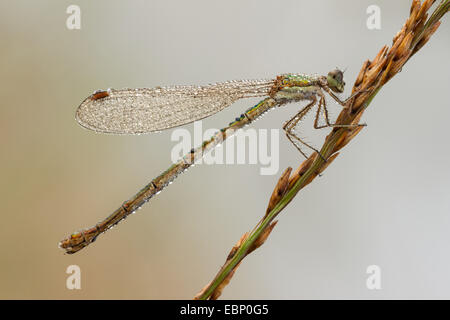 knappen Emerald Damselfly (Lestes Dryas), mit Morgentau, Deutschland Stockfoto