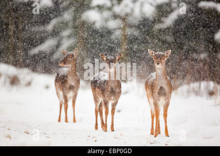 Damhirsch (Dama Dama, Cervus Dama), drei jungen Damhirsche in Schneefall, Deutschland Stockfoto