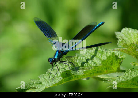 Schwarzflügel gebändert, gebändert Agrios, Gebänderten Prachtlibelle (Calopteryx Splendens, Agrios Splendens), mit Flügeln, Deutschland Stockfoto