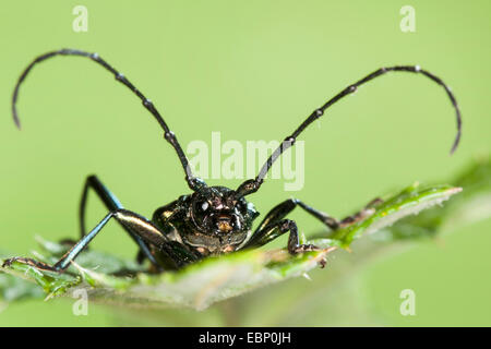 Moschus-Käfer (Aromia Moschata), Porträt, Deutschland Stockfoto